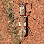 Olenecammptus tesselatus